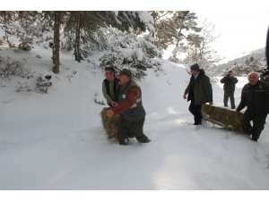 Tokat’ta Yaban Hayvanları İçin Doğaya Yem Bırakıldı