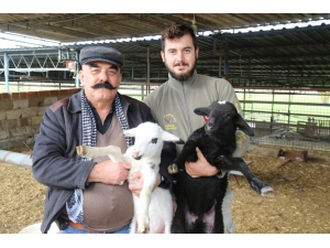 Aydın Büyükşehir, Yetiştiriciyi Ege Et İle Destekliyor