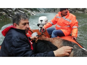 Kayalıklarda Mahsur Kalan Keçiler Botla Kurtarıldı