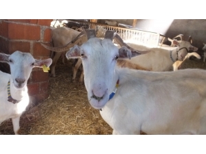 Balıkesirli Muhtar Örnek Yetiştirci Oldu