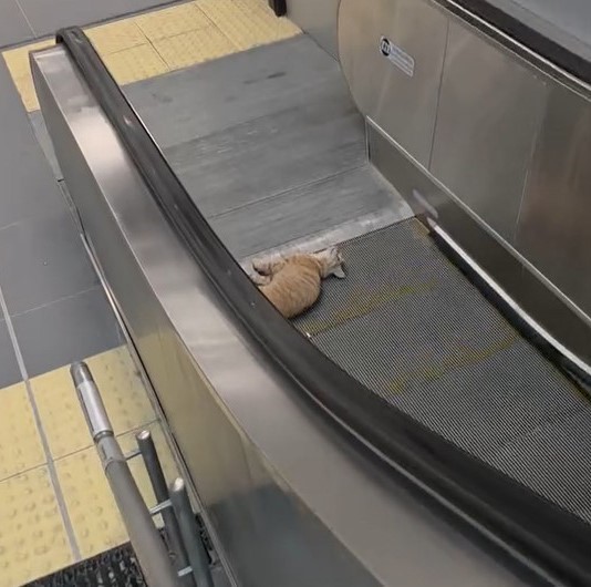 basaksehir-metro-istasyonu-nda-kedi-yuruyen-merdivene-sikisti