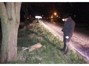 Yaralı Köpeğe Zabıta Sahip Çıktı