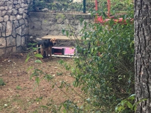 Minik Öğrenciler Sokak Hayvanları İçin Kulübe Yaptılar