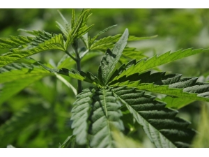 Doç. Dr. Aytaç: "Cumhurbaşkanı’nın ’Kenevir’ Açıklaması Dönüm Noktası"