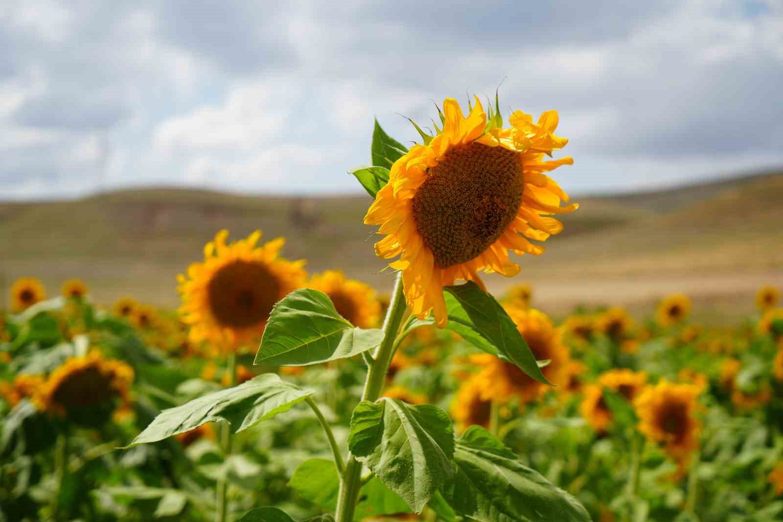erzincan-da-aycicegi-tarlalari-sarinin-tonlariyla-goz-kamastiriyor