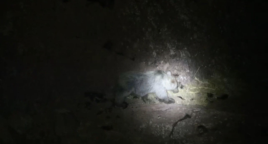 tunceli-de-gece-kamerasinda-domuz-ve-ayi-ayni-anda-goruntulendi