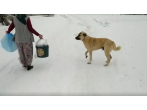 - Sokak Hayvanları Ölmesin Diye Yemeklerinin Yarısını Paylaşıyorlar