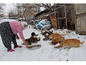 Nuriye Teyze Kış Nedeniyle 58 Kediye Evinde Bakıyor