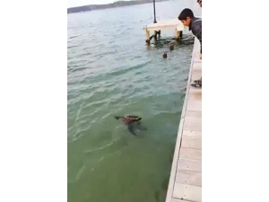 Akdeniz Foku Bodrum’da Görüntülendi