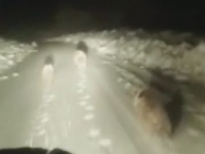 Karda Yola İnen 3 Ayı Görüntülendi