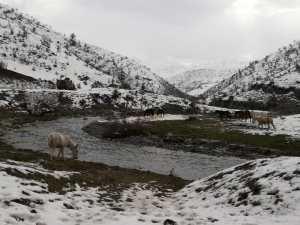 Yabani Atlar Donmaktan Kurtarıldı