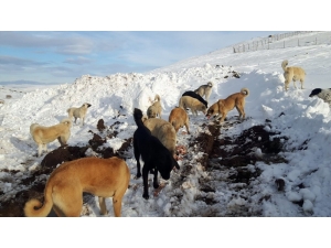 Elmadağı’nın Doruğundaki 60 Köpeğe Ulaşılamıyor