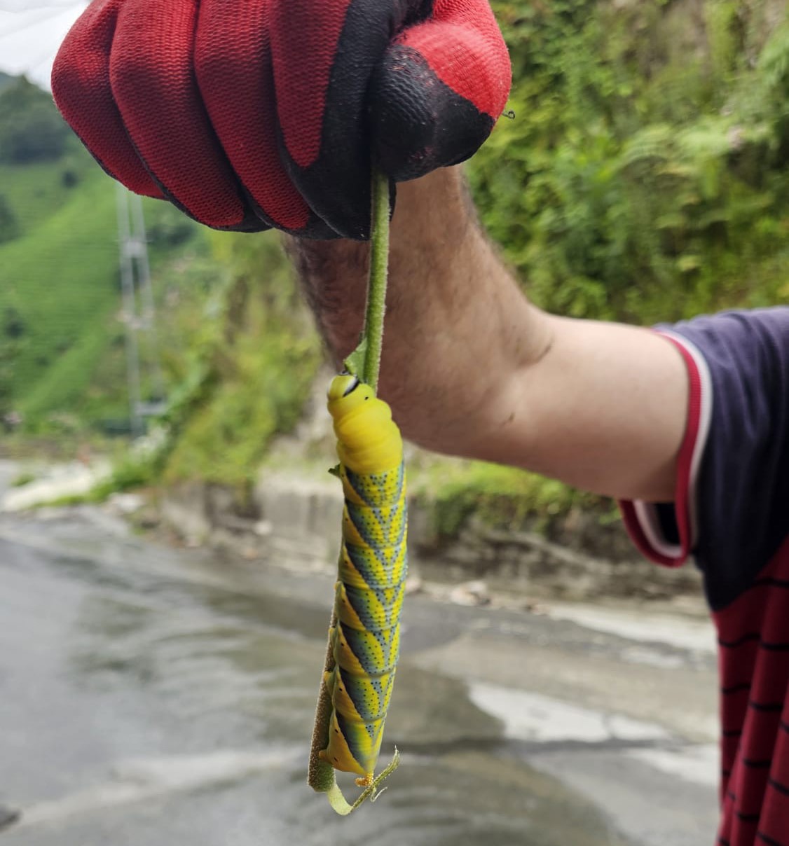 dogu-karadeniz-in-boceklerle-imtihani