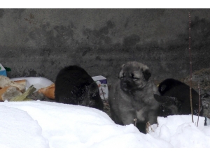 Sibirya Soğuklarından Etkilenen Köpeği Ve Yavrularını Her Gün Besliyor