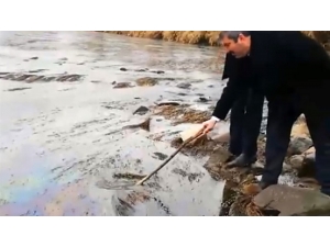 Kızılırmak’ta Balık Ölümü