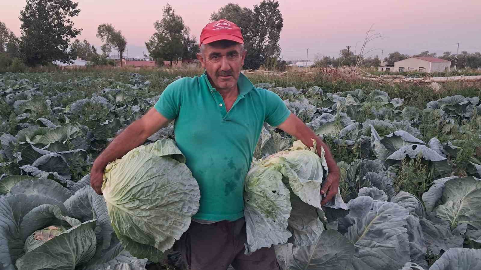 sogutlu-lahanasinda-hasat-basladi