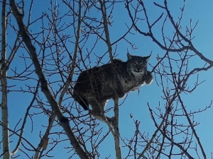 Köpekten Kaçan ‘Vaşak’ Kavağa Tırmandı