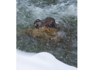 Su Samurunun Balık Keyfi