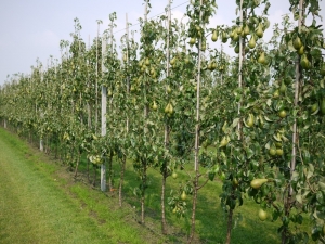 Fidanda Türkiye Markası