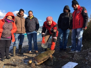 Suda Hareketsiz Kalan Carettanın İmdadına Gönüllüler Yetişti