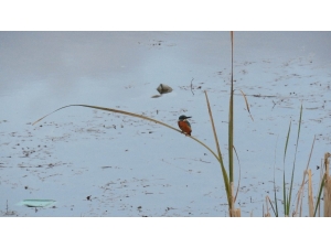 Kuş Cennetinde, Kış Ortası Kuş Sayım Mesaisi Sürüyor