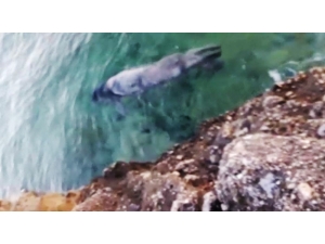 Gökova Körfezi’nde Akdeniz Foku Görüntülendi