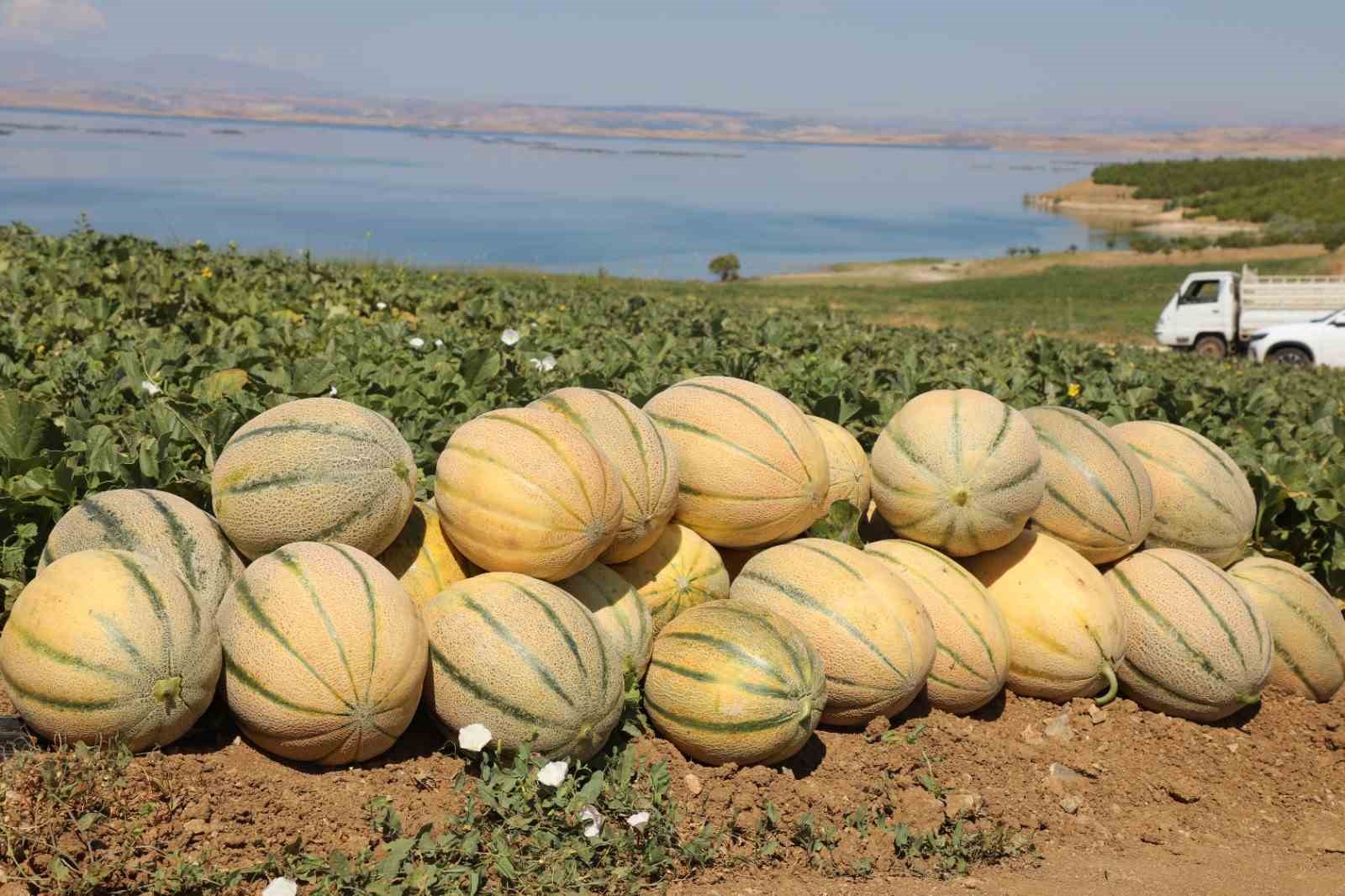 elazig-da-yaklasik-20-bin-ton-kavun-hasadi-bekleniyor