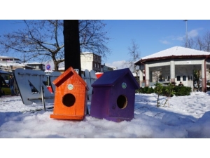 Kuş Evleri Akyazı’ya Renk Kattı