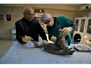 Yaralı Balıkçıl Kuşu Tedavi Edildi