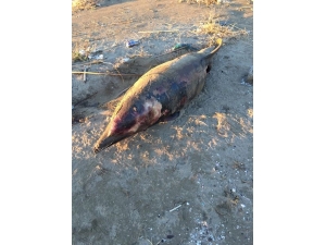 Ölü Yunus Karaya Vurdu