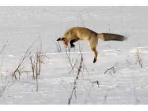 Kızıl Tilkinin Usta Avcılığı