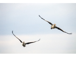Uluabat Gölü’ndeki Kuşları Tek Tek Saydılar