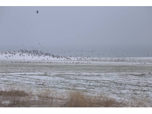 Elazığ’da Kış Ortası Kuş Sayımı Yapıldı