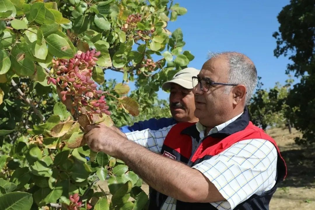 elazig-da-38-ton-antep-fistigi-rekoltesi-bekleniyor