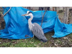 Yaralı Balıkçıla Vatandaşlar Sahip Çıktı