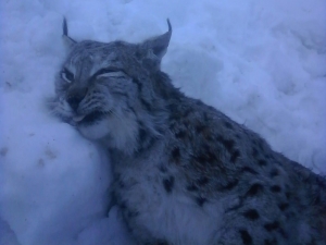 Nesli Tükenmekte Olan Vaşak Ölü Bulundu