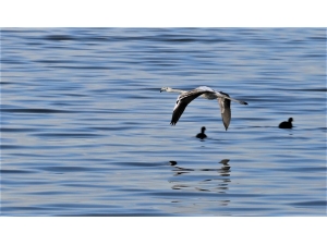 Kocaeli Körfezi Göçmen Kuşların Yeni Cenneti Haline Geldi