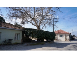 Sarıgöl’de Asırlık Çınar Ağacı Korunuyor