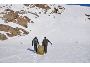 Bingöl’de Yaban Hayvanları İçin Doğaya Yem Bırakıldı
