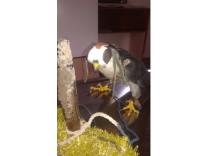 Kaçak Gökdoğan Avına 12 Bin Tl Ceza