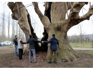 12 Asırlık Dev Çınar