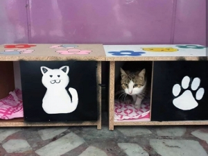 Kyk Kız Yurdu Öğrencilerinden Kedilere Sıcak Yuva