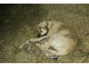 Yavru Kangallar Dondurucu Soğuğa Dayanamadı
