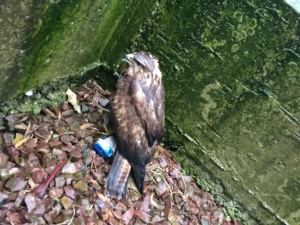 Şahin Donmaktan Kurtarıldı