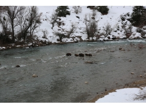 Çaydan Geçen Yaban Domuzları Görüntülendi