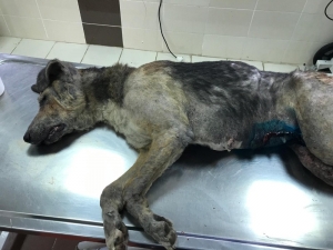 Erenler Belediyesinden Örnek Davranış