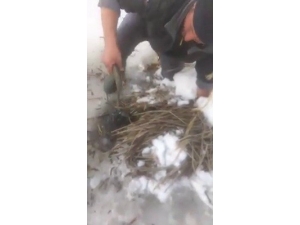 Buz Altından Elle Balık Çıkardılar