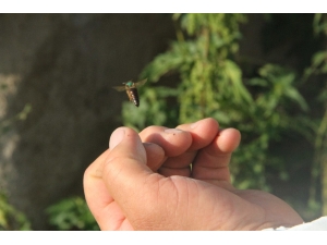 Ardahan Balı Markalaşma Yolunda
