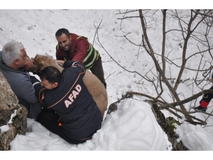 Afad, Bu Kez Hasta Dağ Keçisi İçin Seferber Oldu