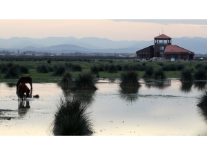 Başkan Şahin’den ’Kuş Cenneti’ Açıklaması